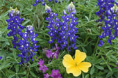 Bluebonnets